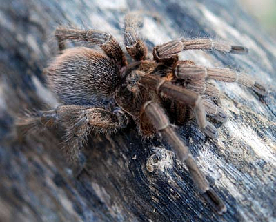 TARENTULA CUBENSIS